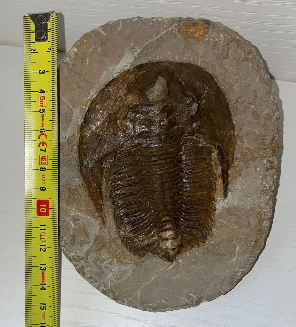 Identificazione trilobite